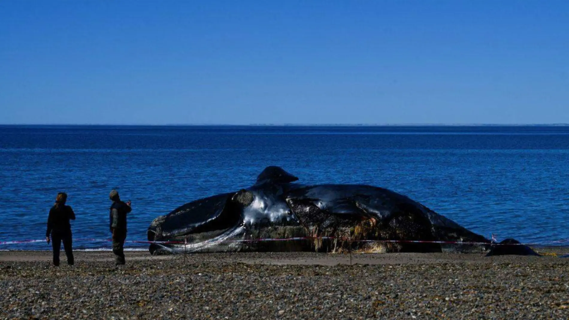 Mueren 215 ballenas piloto al quedar varadas en playa de Nueva Zelanda